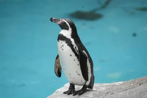 フンボルトペンギン